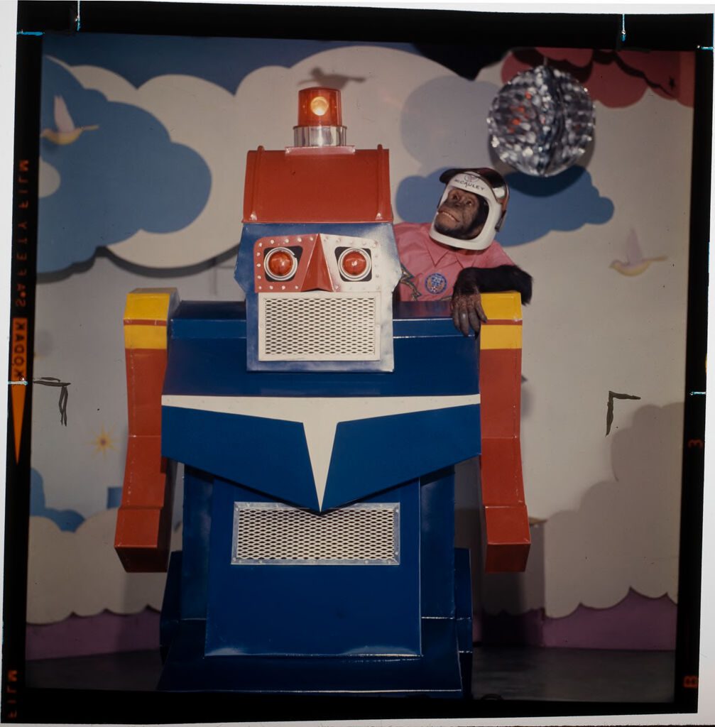 Untitled (chimp pretending to drive fake robot machine) - Harvard Art Museums/Fogg Museum, Transfer from the Carpenter Center for the Visual Arts, American Professional Photographers Collection